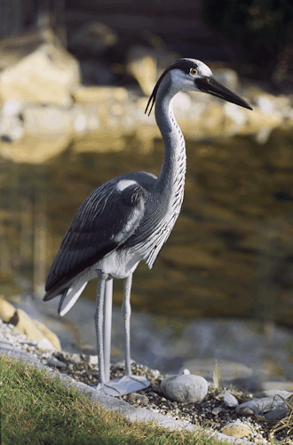 Oase Teichfigur Fischreiher