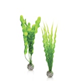 biOrb Pflanzen Set mittelgroß grün (46056)Zubehörbild
