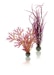 biOrb Pflanzen Set mittelgroß rot & pink (46058)Bild