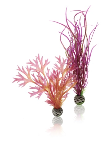 biOrb Pflanzen Set mittelgroß rot & pink (46058)