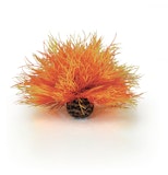 biOrb Seelilie feuer (46085)Zubehörbild