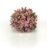 biOrb Blumenball pink (46088)Bild