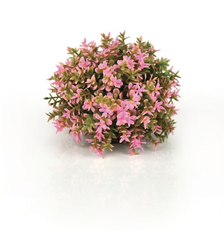 biOrb Blumenball pink (46088) Bild