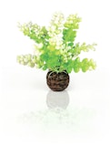 biOrb Aquarien Caulerpa grün (46090) biOrb Aquarien Caulerpa grün (46090)Zubehörbild