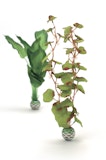 biOrb Seidenpflanzen Set mittelgroß grün (46100)Zubehörbild