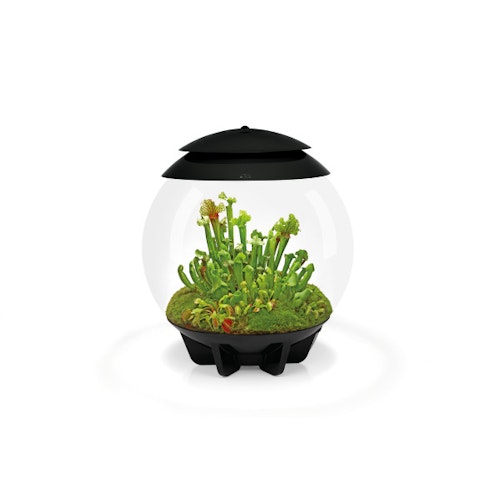 BiOrb Terrarium AIR 30 Bild