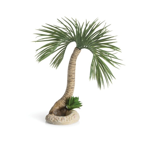 biOrb Palme Seychellen L (72680) Bild