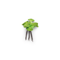 Pontec PondoHyacinth
