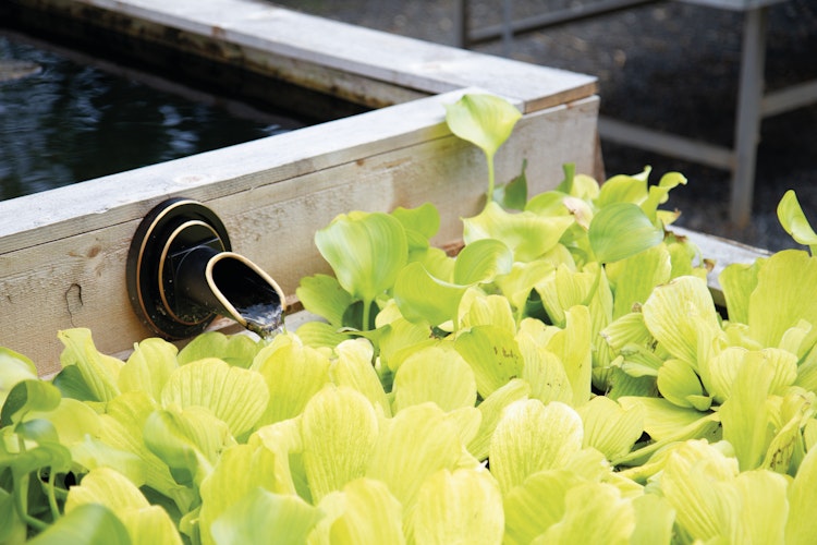 Oase Wasserspeier Wand Rund Bronze