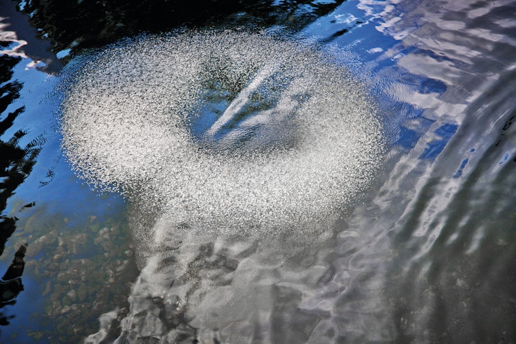 AquaOxy Belüfterring D 60 cm