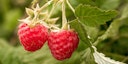 Sallys Herbsthimbeere Natsu