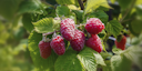 Sallys stachellose Sommerhimbeere Nara