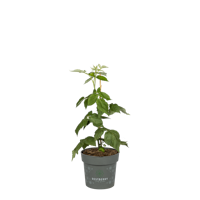 Sallys Herbsthimbeere Natsu