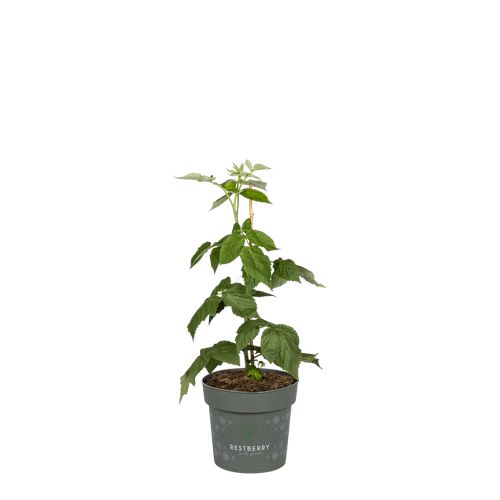 Sallys Herbsthimbeere Natsu