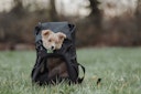 HUNTER Flugtasche Rucksack Miles 30 x 22 x 45 Centimeter Hundetransport