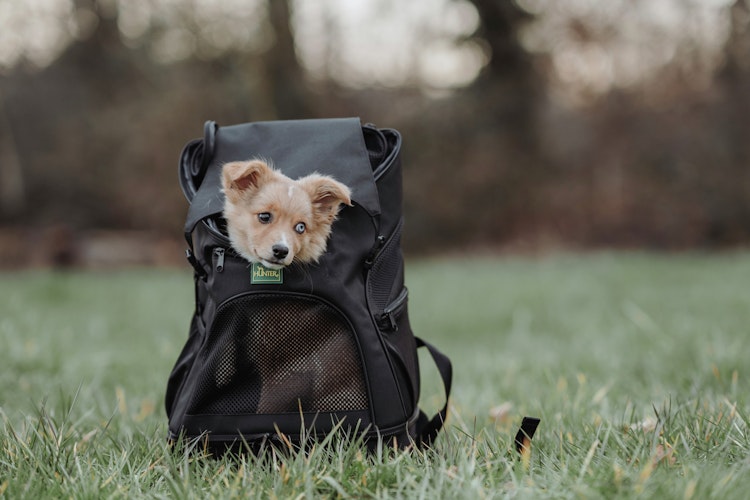 HUNTER Flugtasche Rucksack Miles 30 x 22 x 45 Centimeter Hundetransport
