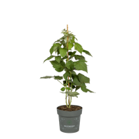 Sallys stachellose Sommerhimbeere Nara