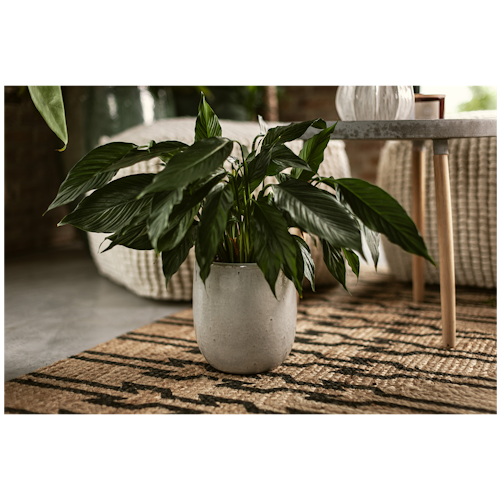 Vosteen Design Blumentopf /  Pflanzgefäß Terrakotta weiß 3er Set ø 20 cm x H 22 cm, 26 cm x H 30 cm, 36 cm x H 40 cm