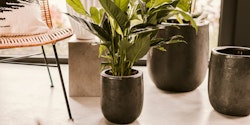 Plant Pot Nilas schwarz