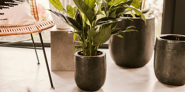 Plant Pot Nilas schwarz