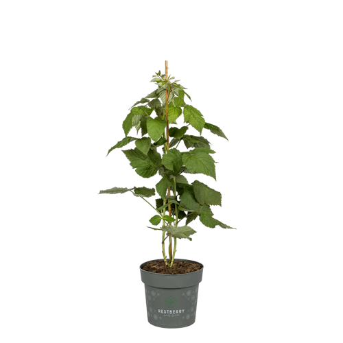 Sallys stachellose Sommerhimbeere Nara