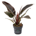 Philodendron Kaito
