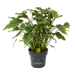 Philodendron Nayiri