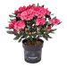 Rhododendron Natsuki
