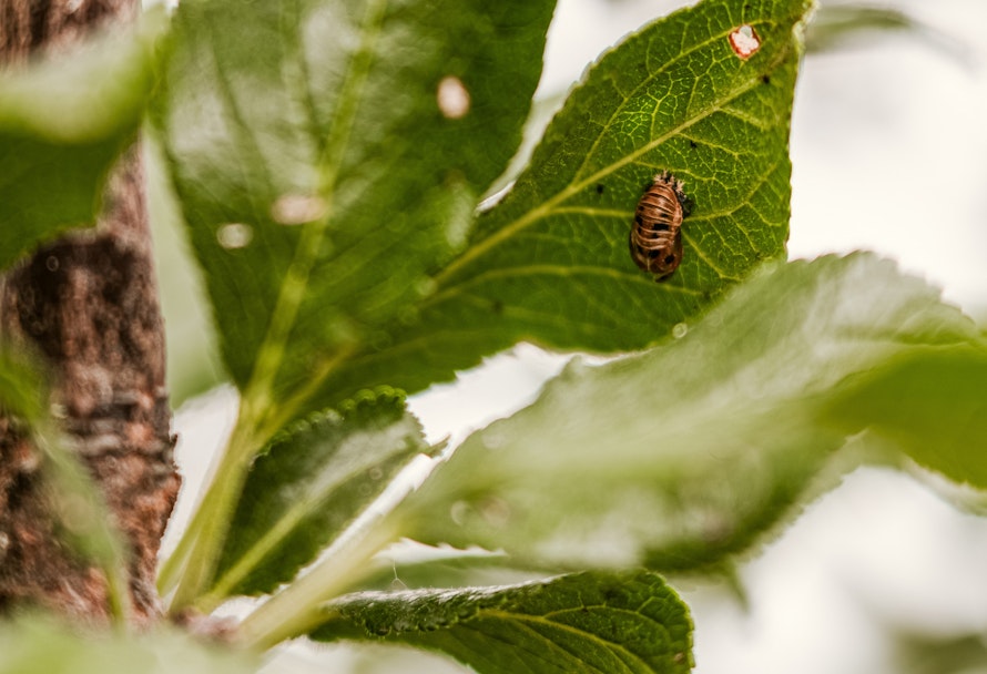 Biologische Tipps gegen Schädlinge