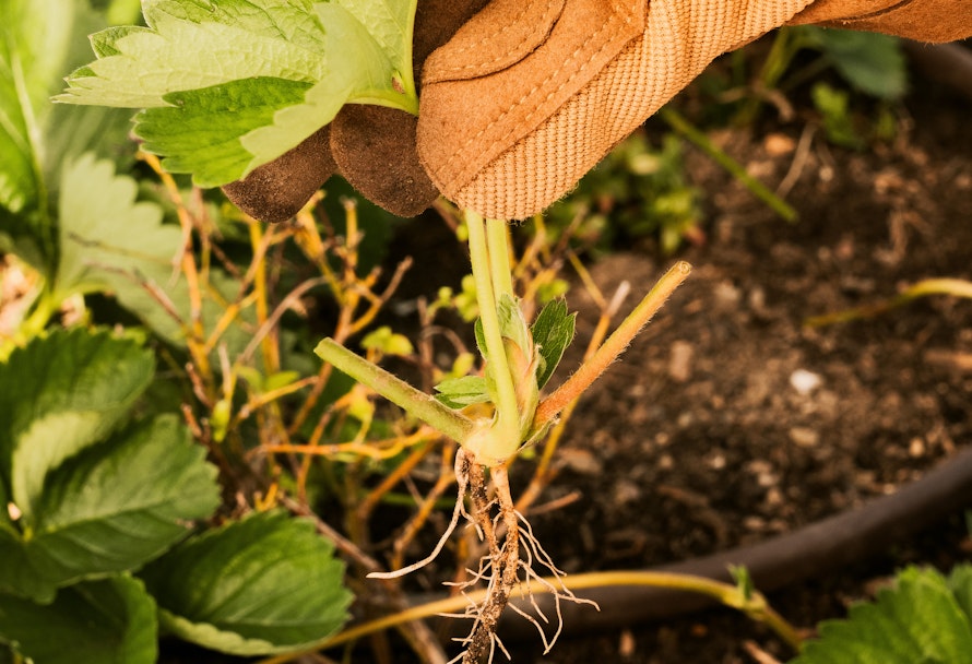 Erdbeeren über Ableger vermehren