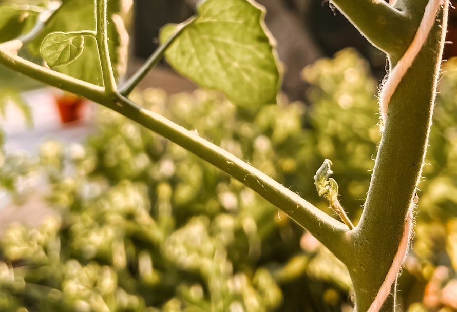 3 Tipps für eine reiche Tomatenernte