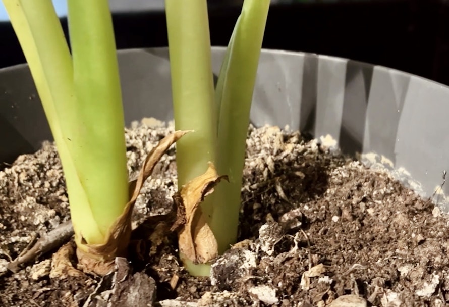 Schimmel auf der Blumenerde?