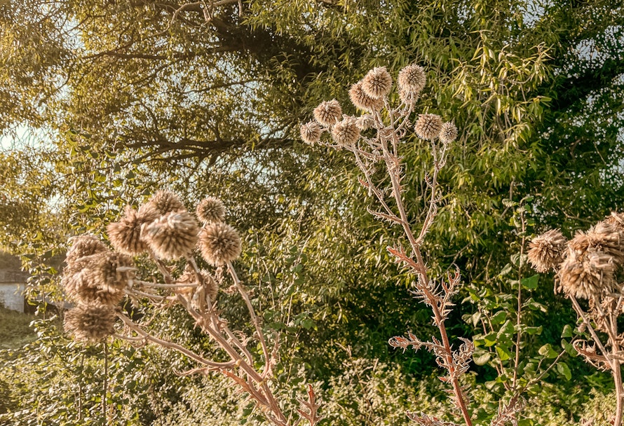 Blumensamen sammeln und konservieren