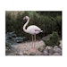 Ubbink Tierfigur FlamingoBild