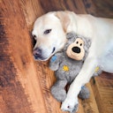 Vorschaubild KONG Wild Knots Bär Hundespielzeug