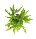 Vorschaubild Hygrophila pinnatifida