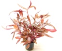 Vorschaubild Alternanthera reineckii 'rot'
