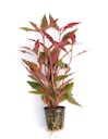 Vorschaubild Alternanthera reineckii 'rot'