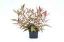 Vorschaubild Alternanthera reineckii 'rot'