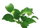 Vorschaubild Anubias barteri