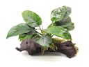 Vorschaubild Anubias barteri