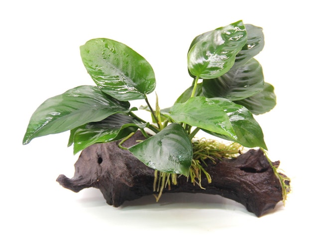 Anubias barteri