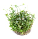 Vorschaubild Marsilea hirsuta In-Vitro