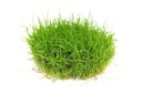 Vorschaubild Eleocharis acicularis pusilla In-Vitro