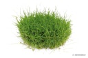 Vorschaubild Eleocharis acicularis pusilla In-Vitro