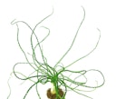 Crinum calamistratum Topf