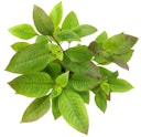 Vorschaubild Hygrophila corymbosa Topf