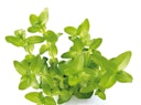 Bacopa caroliniana Topf