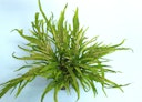 Vorschaubild Microsorum pteropus 'Trident'