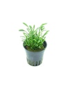 Vorschaubild Cryptocoryne parva Topf